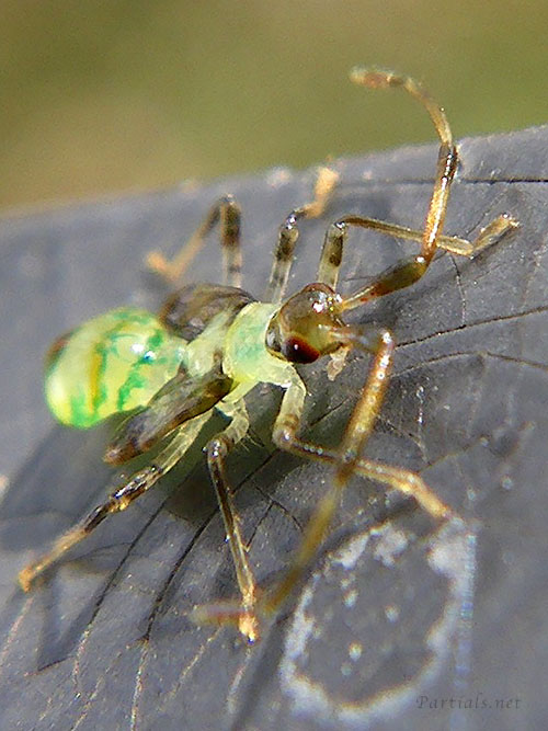 クスベニヒラタカスミカメ幼虫